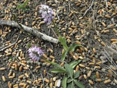 Orchis-simia_цветение_1